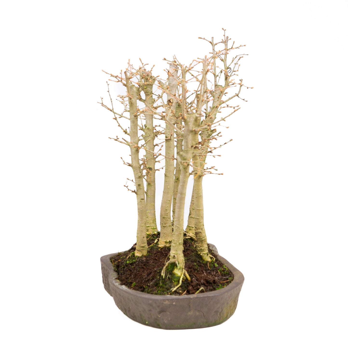 Pseudolarix amabilis forêt pot ovale brun 43 cm, hauteur ~56 cm