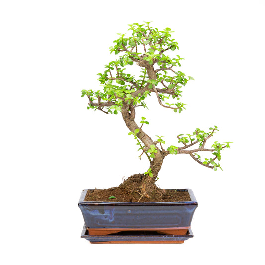 Portulacaria afra Bonsai dans un pot brun 22 cm, hauteur ~30 cm
