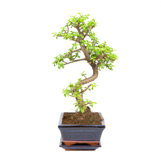 Portulacaria afra Bonsai dans un pot brun 22 cm, hauteur ~30 cm