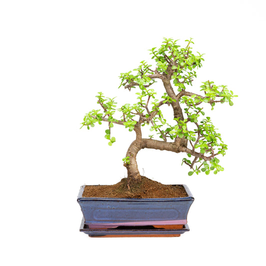 Portulacaria afra Bonsai dans un pot brun 22 cm, hauteur ~30 cm