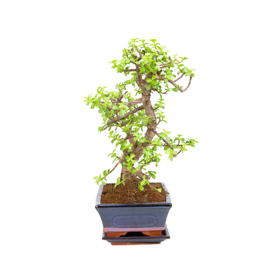 Portulacaria afra Bonsai, pot 25 cm, hauteur ~40 cm