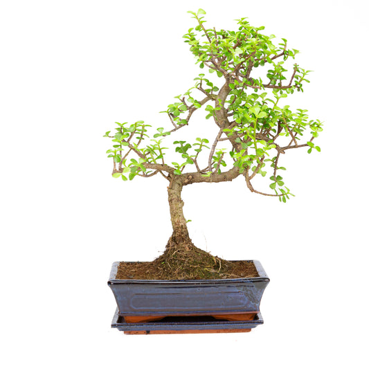 Portulacaria afra Bonsai dans un pot brun 22 cm, hauteur ~30 cm