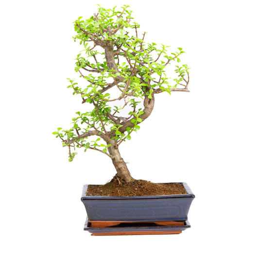 Portulacaria afra Bonsai dans un pot brun 22 cm, hauteur ~30 cm