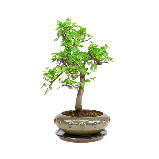Bonsaï Zelkova dans un pot ovale vert 29 cm, hauteur ~40 cm