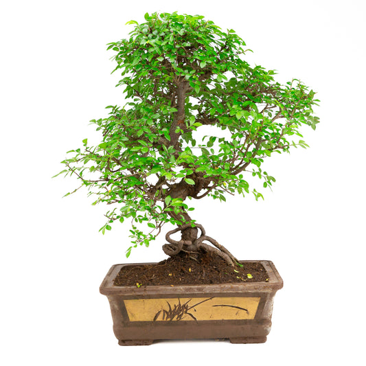 Bonsaï Zelkova dans un pot non émaillé 32 cm, hauteur ~65 cm