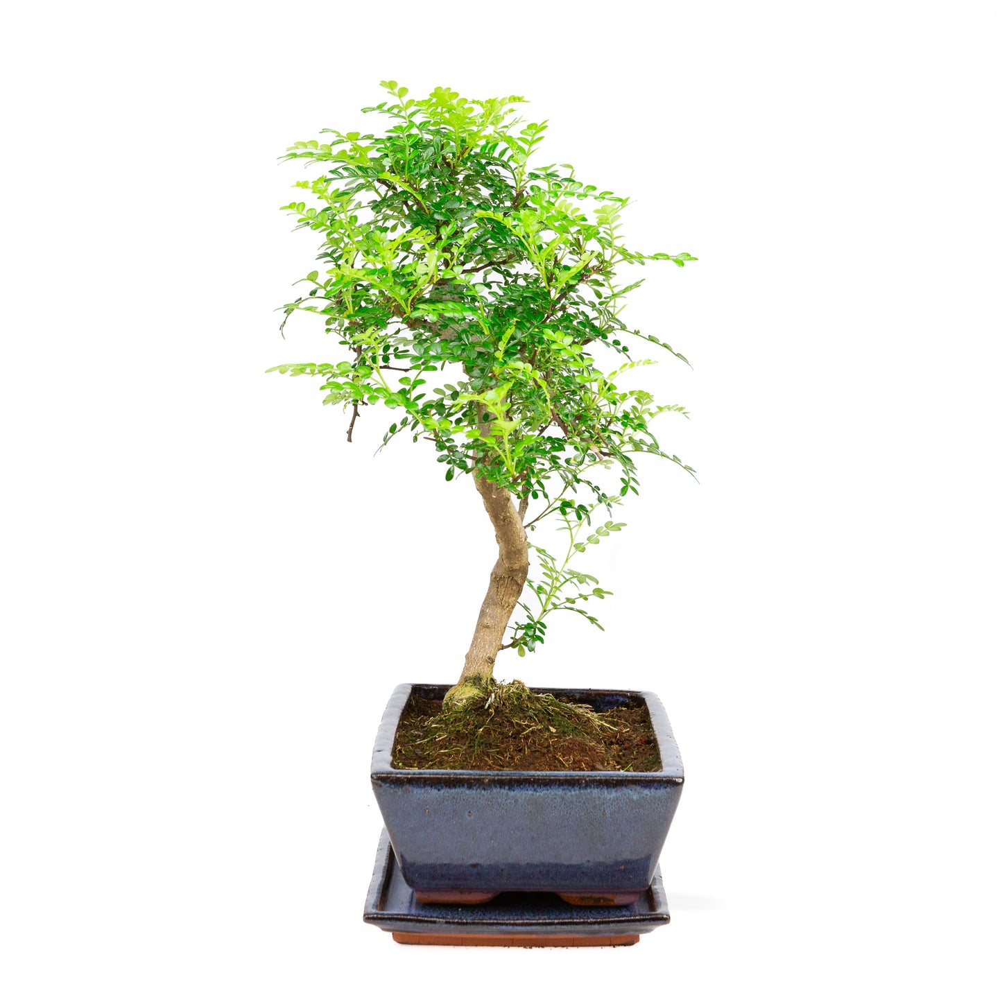 Bonsaï Zanthoxylum piperetium dans un pot bleu de 28 cm, hauteur ~46 cm