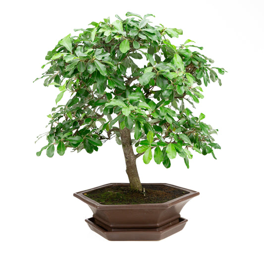 Elaeagnus pot brun 33 cm, hauteur ~ 52 cm