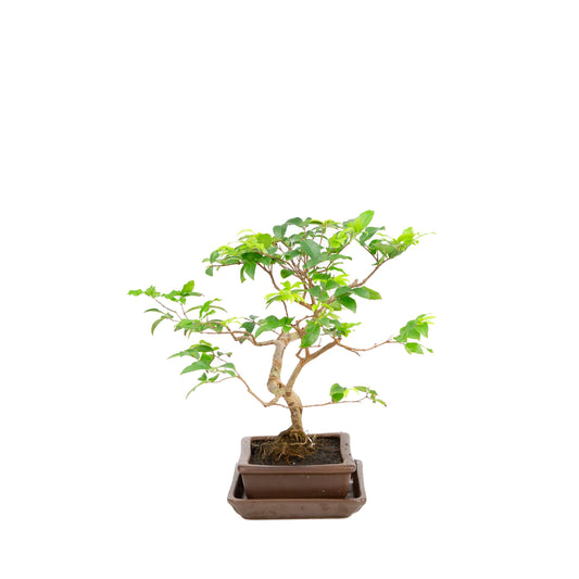 Bonsaï Syzigium dans un pot brun 16 cm, hauteur 28 cm