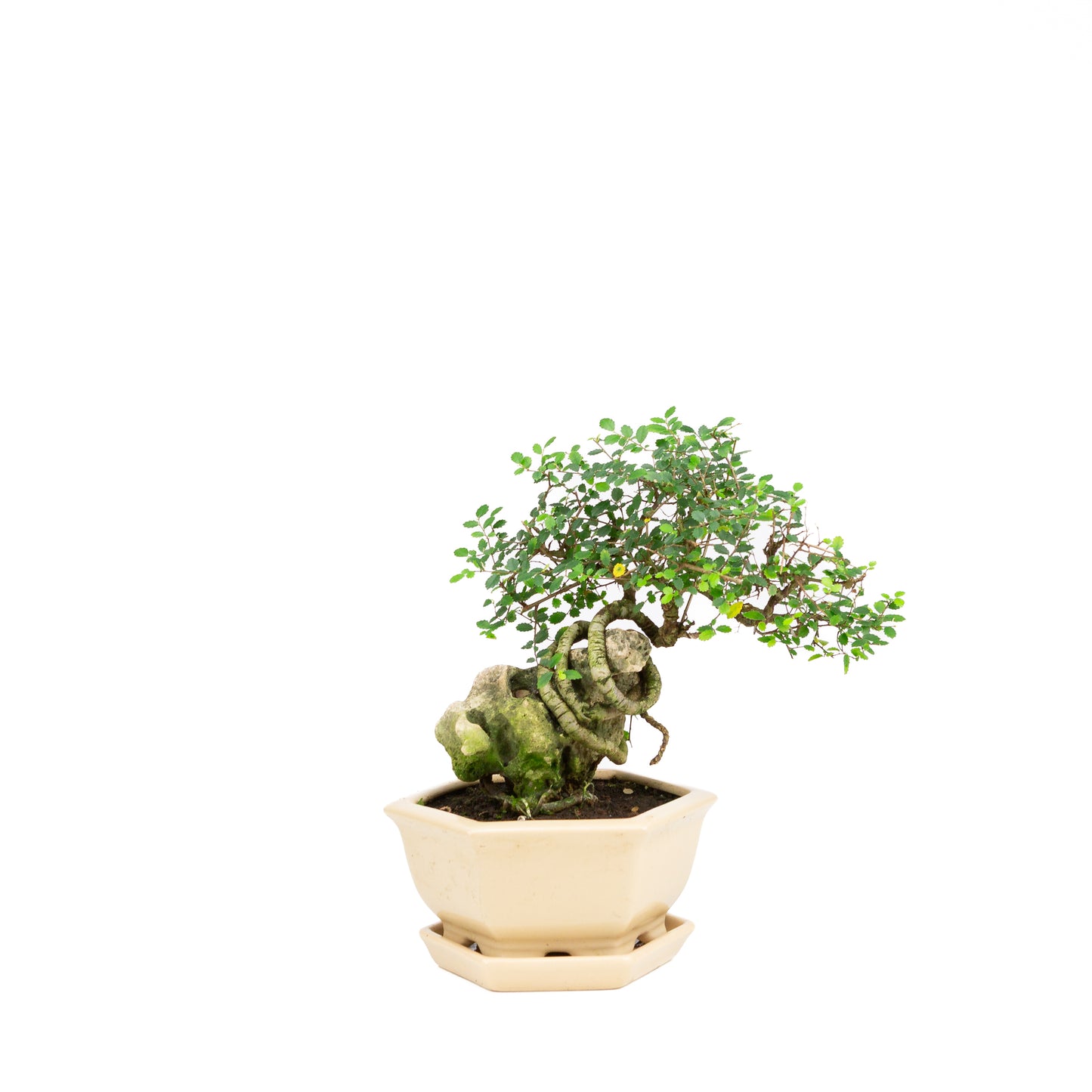 Zelkova Bonsaï avec pierre dans pot crème 22 cm, hauteur ~36 cm