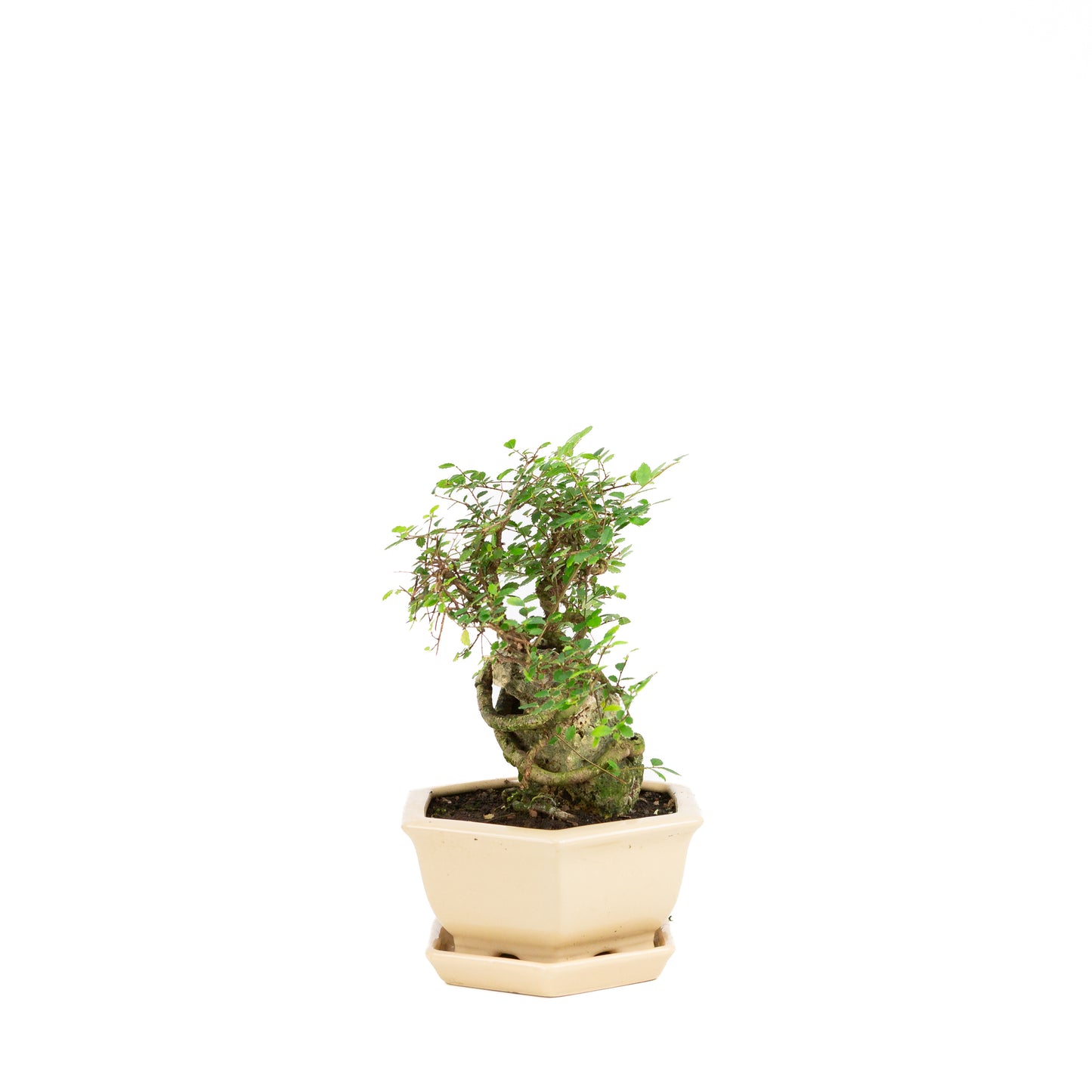 Zelkova Bonsaï avec pierre dans pot crème 22 cm, hauteur ~36 cm