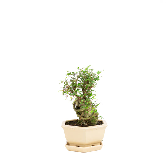 Zelkova Bonsaï avec pierre dans pot crème 22 cm, hauteur ~36 cm