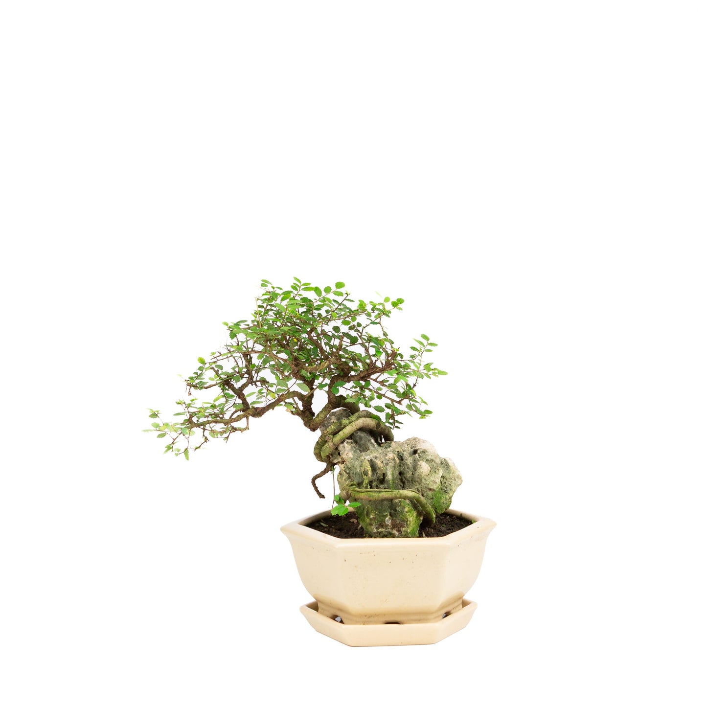 Zelkova Bonsaï avec pierre dans pot crème 22 cm, hauteur ~36 cm