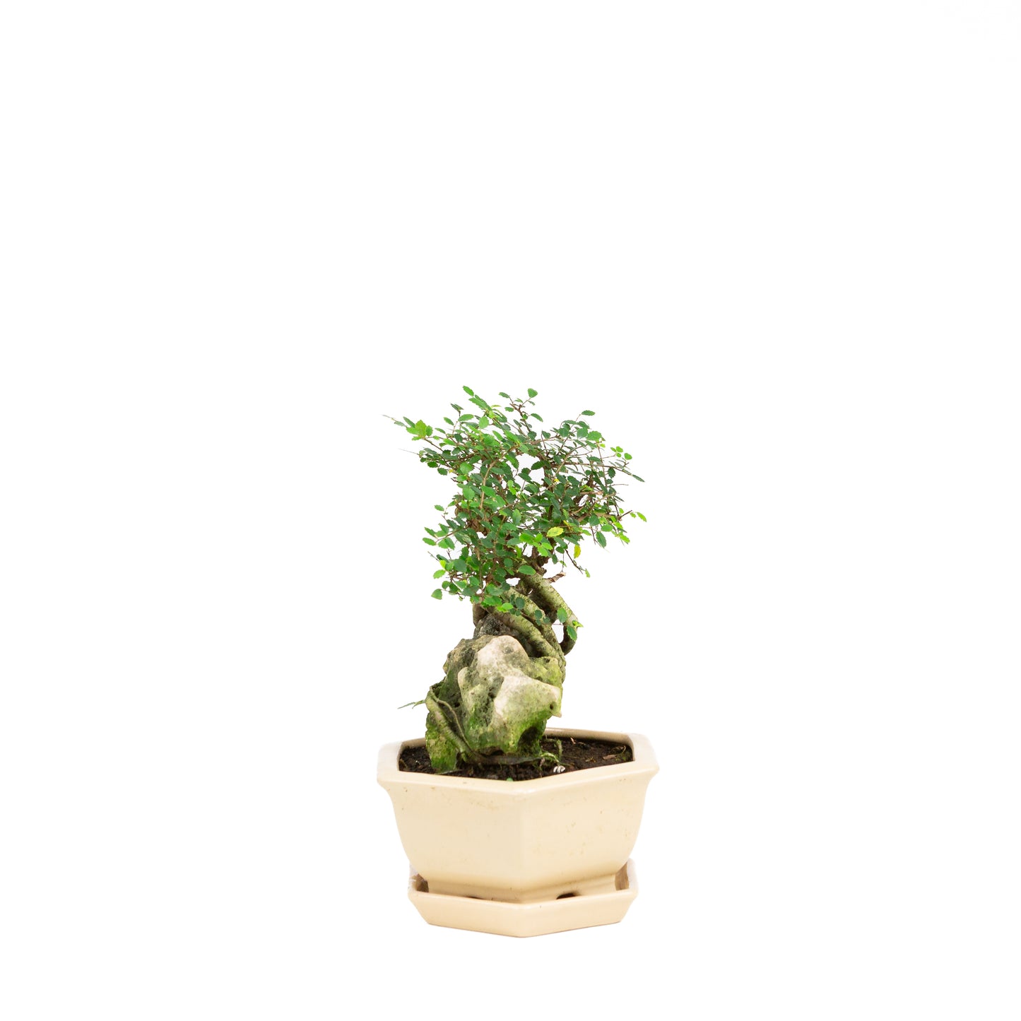 Zelkova Bonsaï avec pierre dans pot crème 22 cm, hauteur ~36 cm