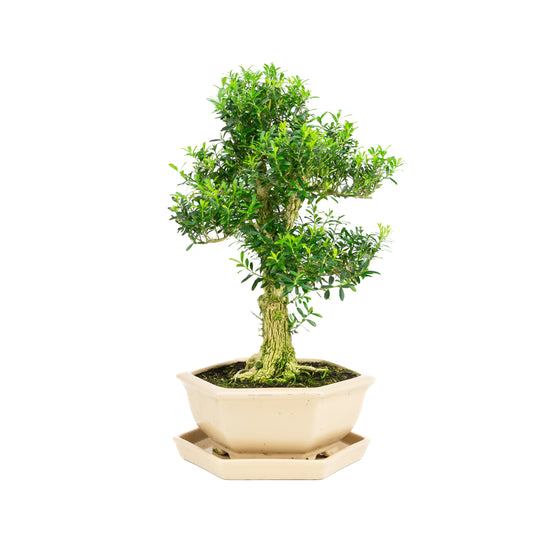 Buxus harlandii Bonsaï dans un pot bleu 21 cm, hauteur ~36 cm (Copie)
