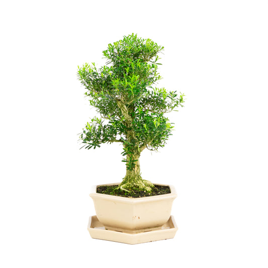 Buxus harlandii Bonsaï dans un pot bleu 21 cm, hauteur ~36 cm (Copie)