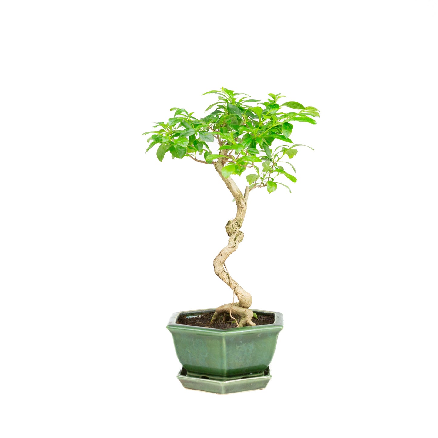 Durantha repens Bonsaï dans un pot vert 18 cm, hauteur ~39 cm