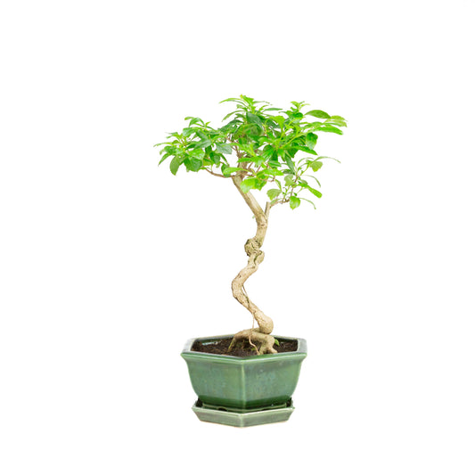 Durantha repens Bonsaï dans un pot vert 18 cm, hauteur ~39 cm