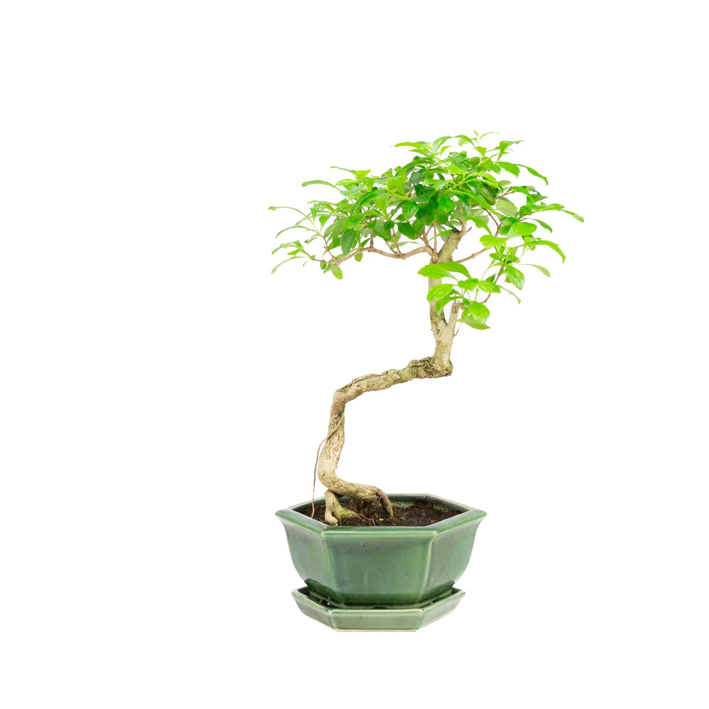 Durantha repens Bonsaï dans un pot vert 18 cm, hauteur ~39 cm