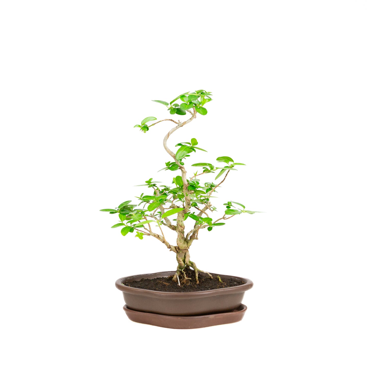 Bonsaï Premna dans un pot brun 17 cm, hauteur ~22 cm