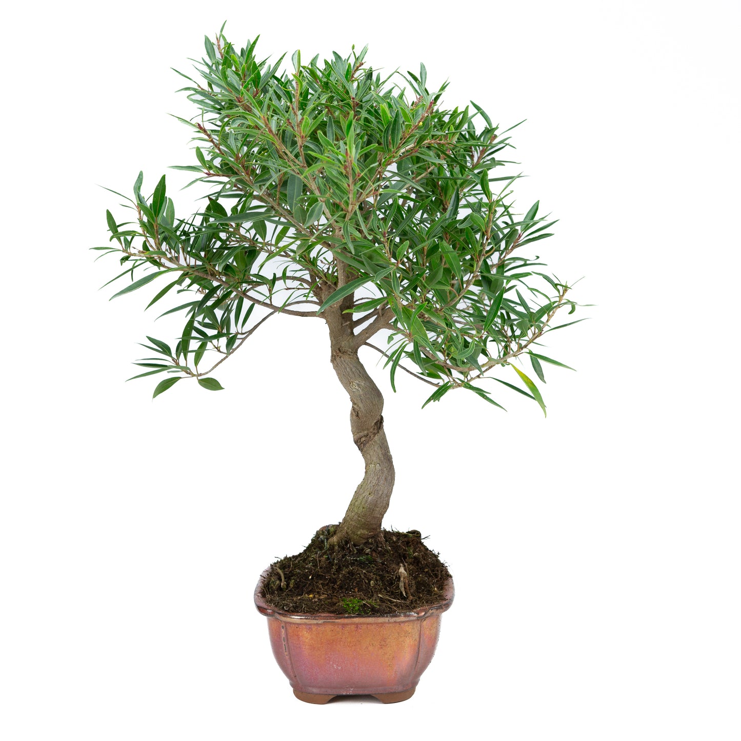 Ficus nerifolia (figuier à feuilles de saule), hauteur ~52 cm