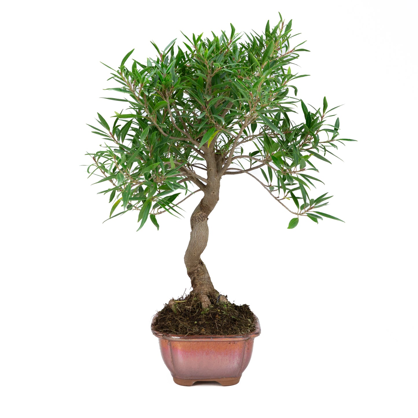 Ficus nerifolia (figuier à feuilles de saule), hauteur ~52 cm