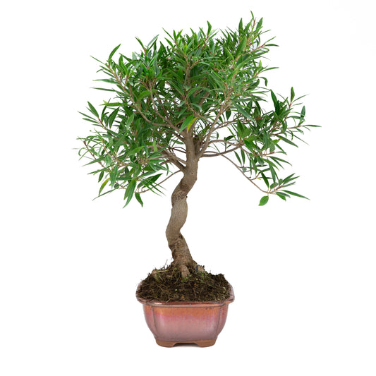 Ficus nerifolia (figuier à feuilles de saule), hauteur ~52 cm