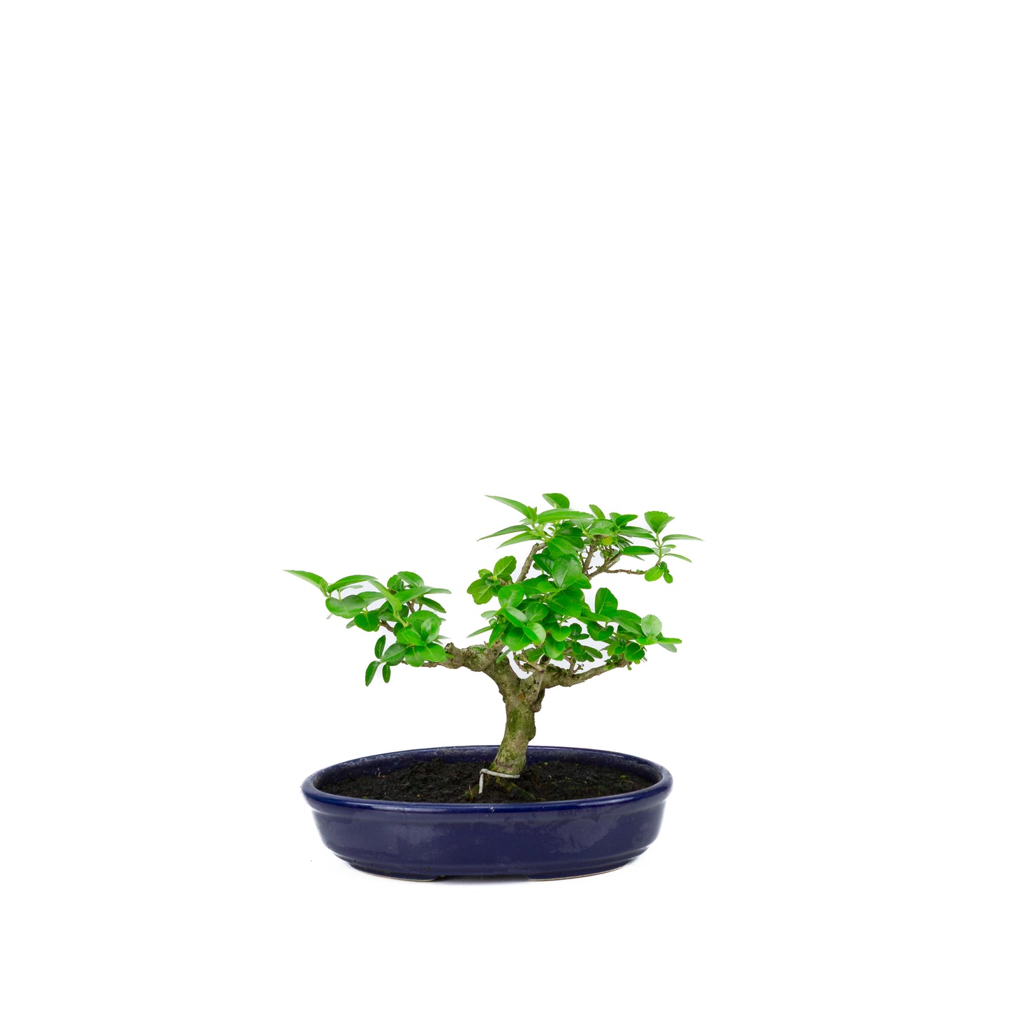 Premna microphylla (érable musqué), hauteur ~18 cm