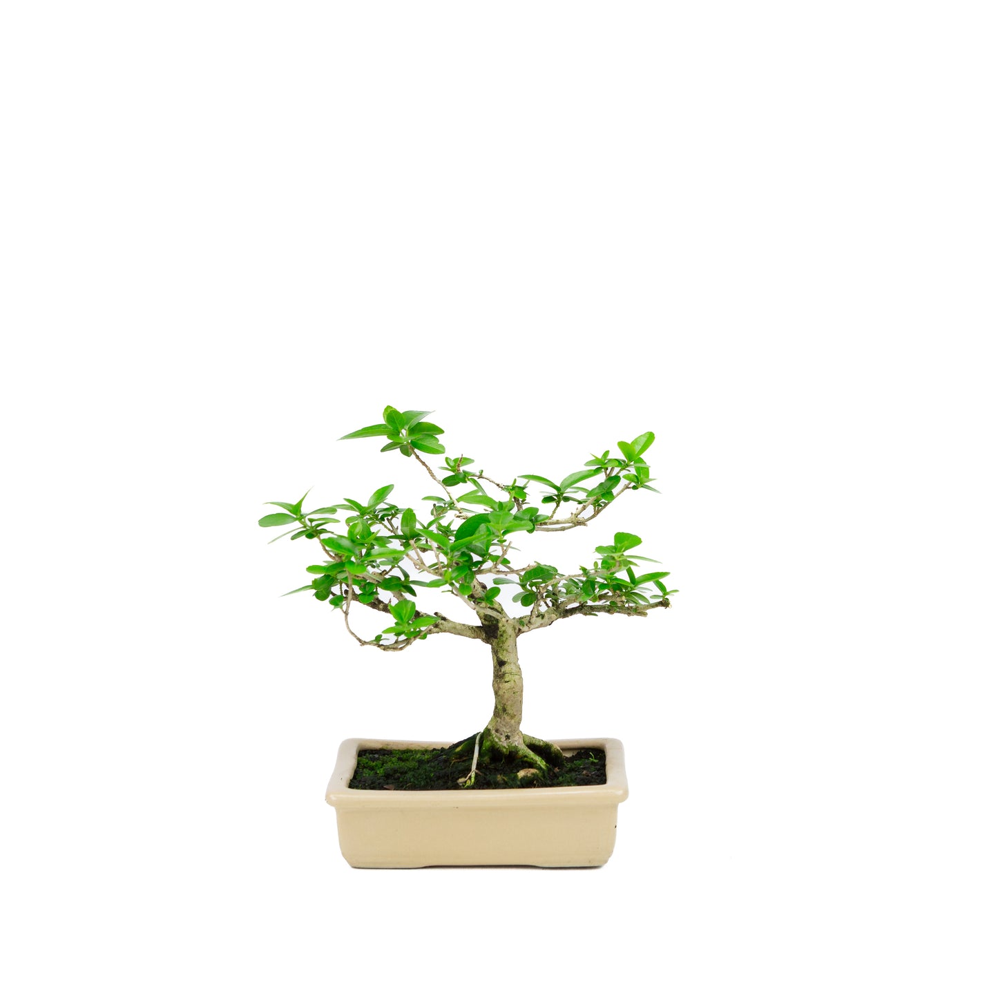 Premna microphylla (érable musqué), hauteur ~21 cm