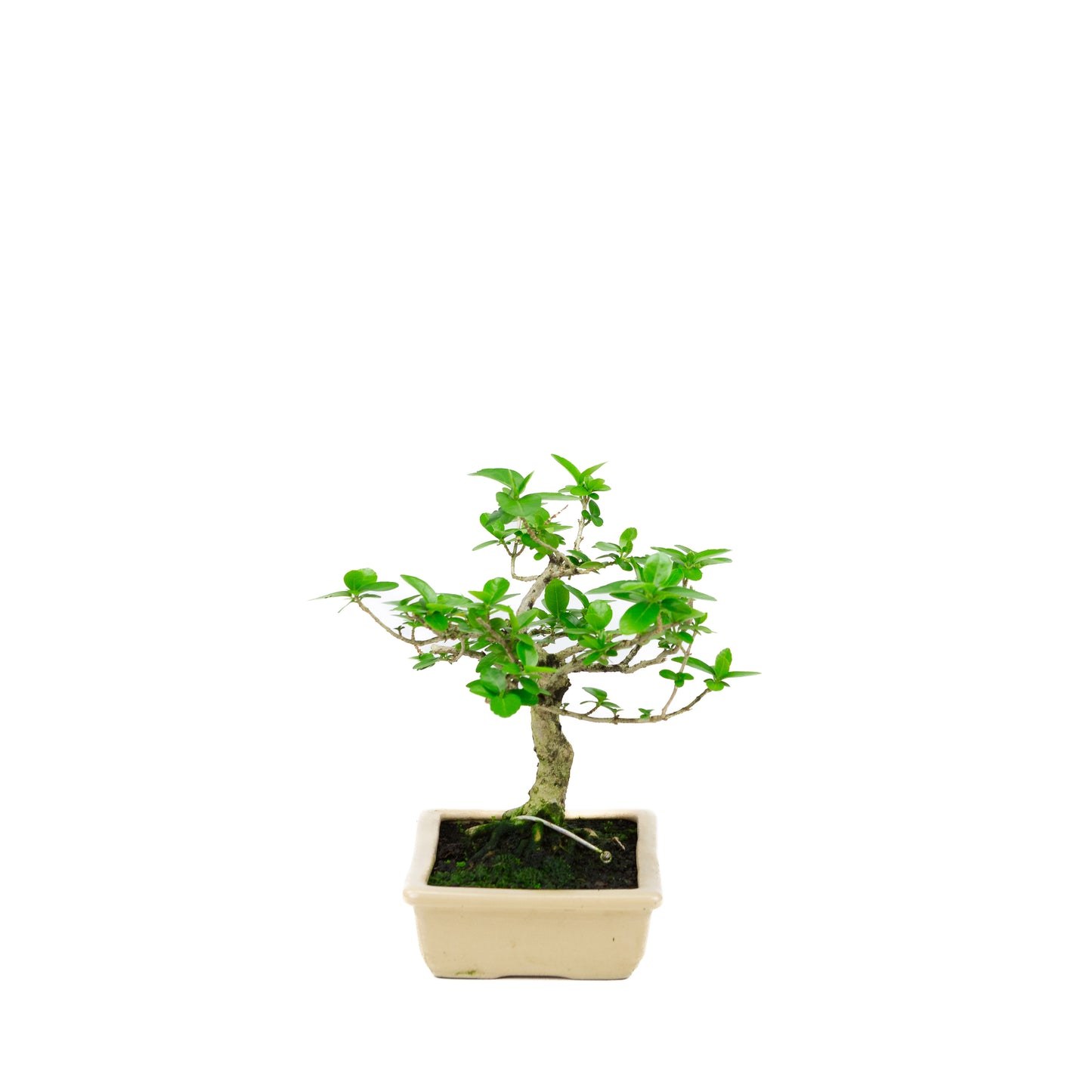 Premna microphylla (érable musqué), hauteur ~21 cm