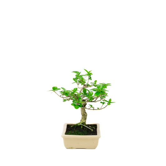 Premna microphylla (érable musqué), hauteur ~21 cm