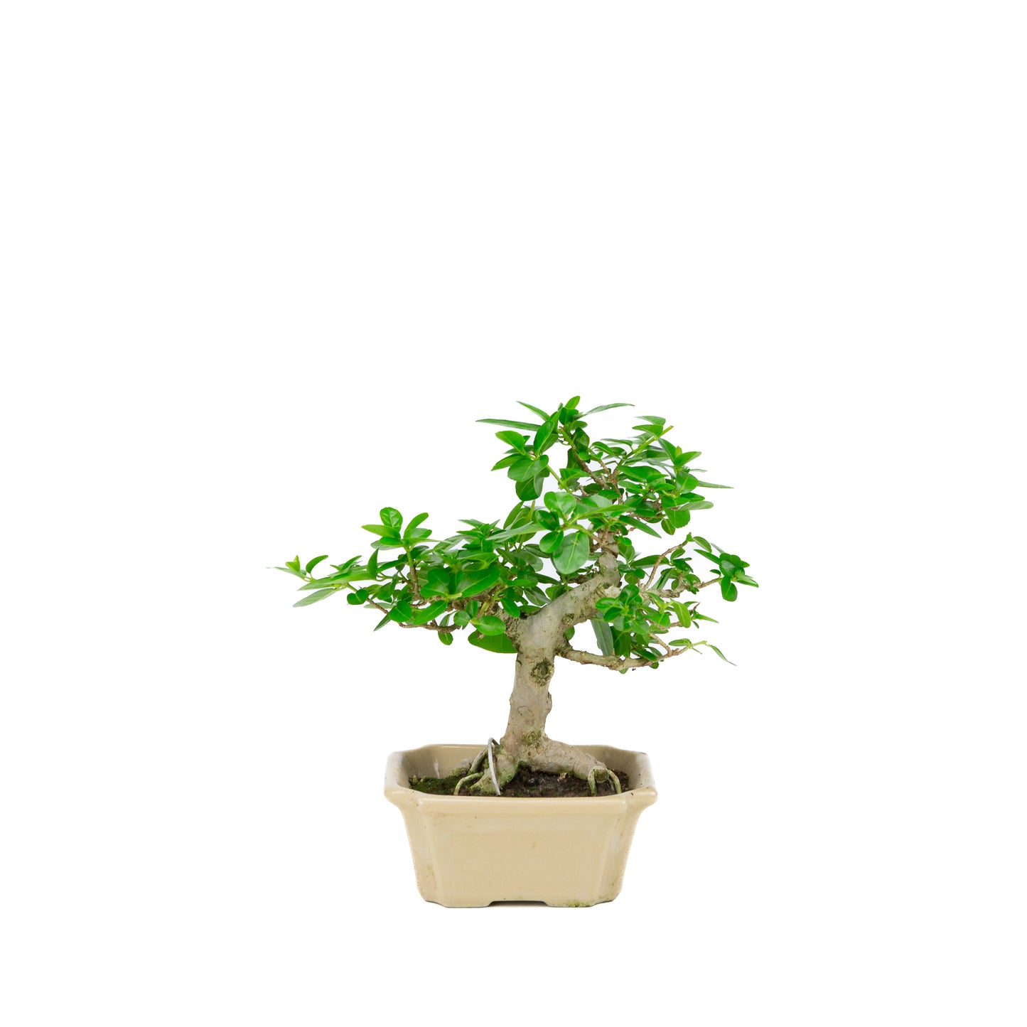 Premna microphylla (érable musqué), hauteur ~24 cm