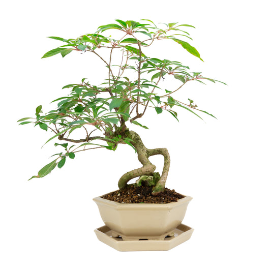 Hamelia patens (buisson de feu), hauteur ~48 cm