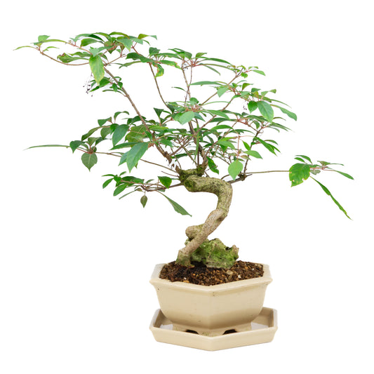 Hamelia patens (buisson de feu), hauteur ~48 cm