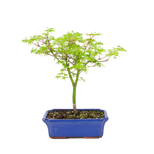 Acer palmatum « Seiryu » (érable japonais), hauteur ~39 cm