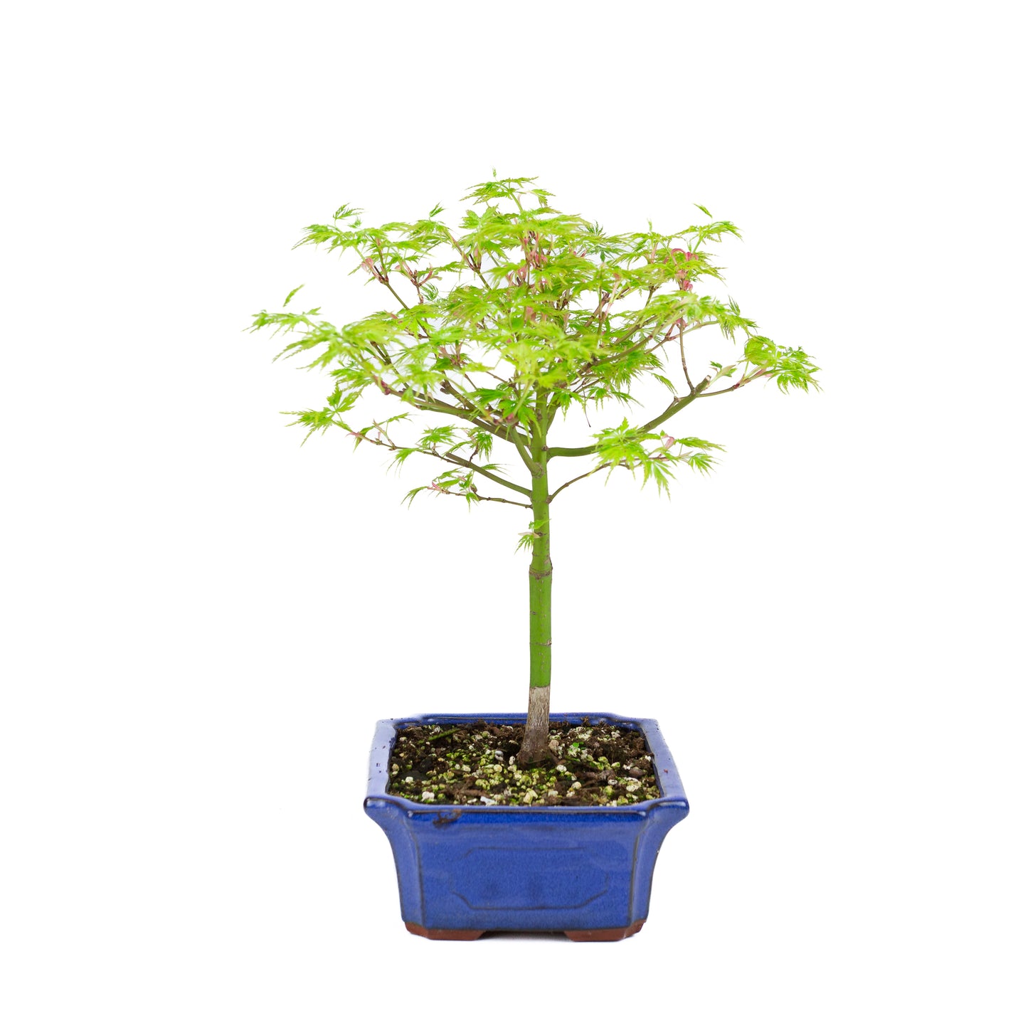 Acer palmatum « Seiryu » (érable japonais), hauteur ~39 cm