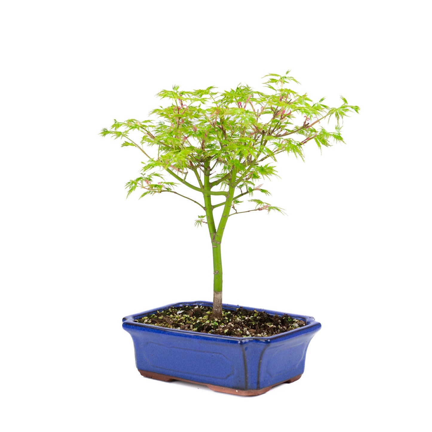 Acer palmatum « Seiryu » (érable japonais), hauteur ~39 cm