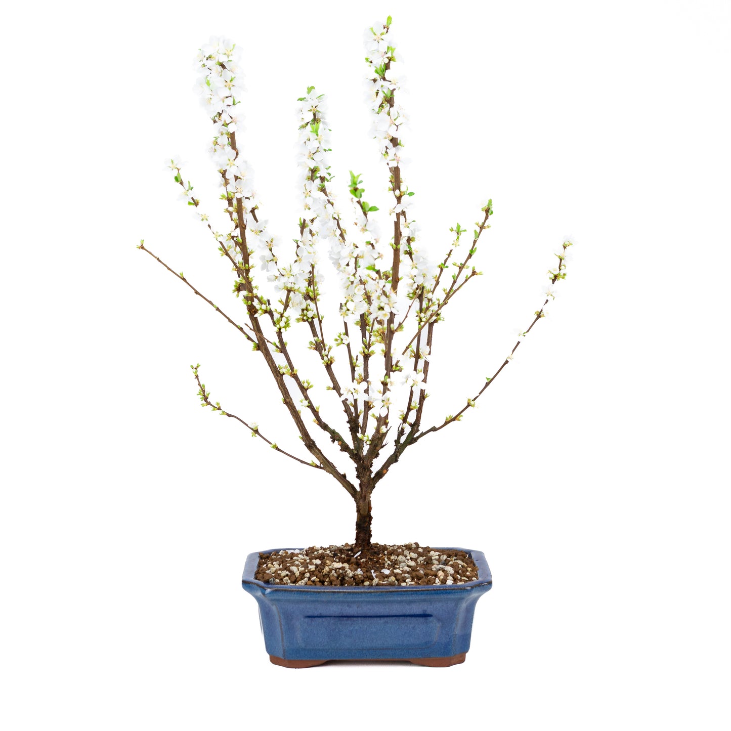 Prunus tomentosa (prunier de Nankin), hauteur ~53 cm