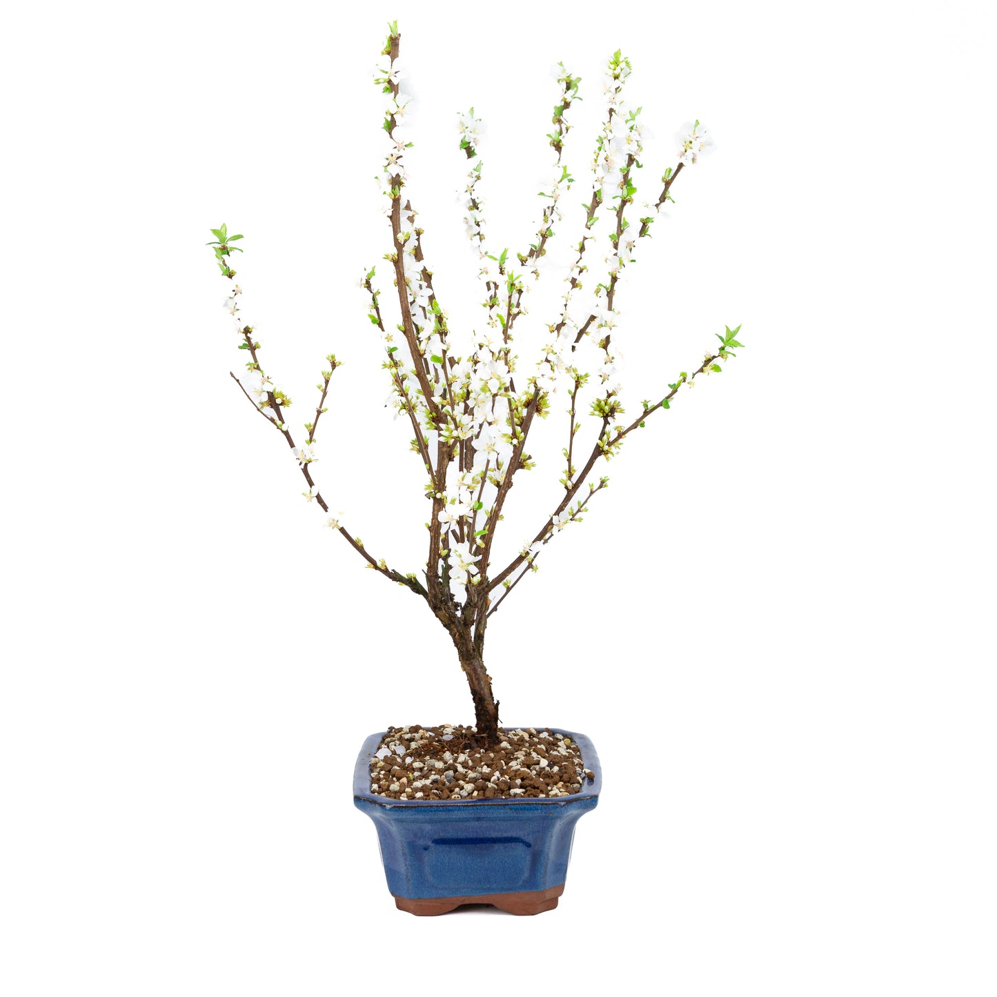 Prunus tomentosa (prunier de Nankin), hauteur ~53 cm