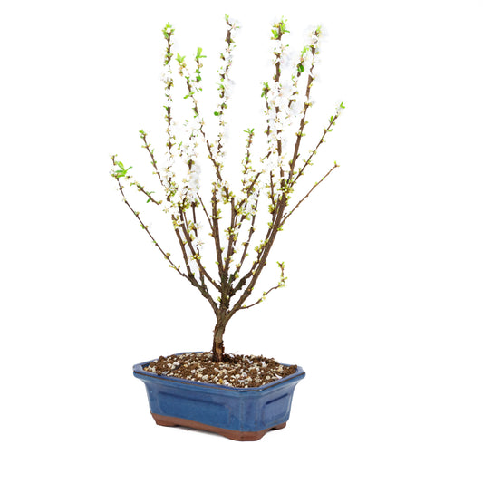 Prunus tomentosa (prunier de Nankin), hauteur ~53 cm