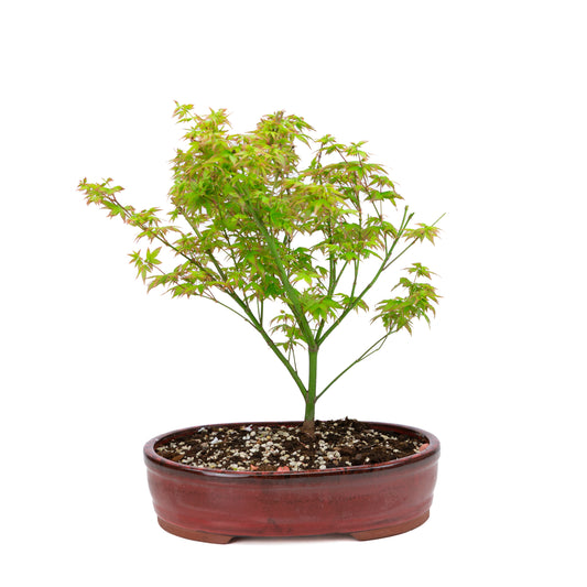 Acer palmatum « Little Princess » (érable japonais), hauteur ~43 cm