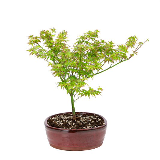 Acer palmatum « Little Princess » (érable japonais), hauteur ~43 cm