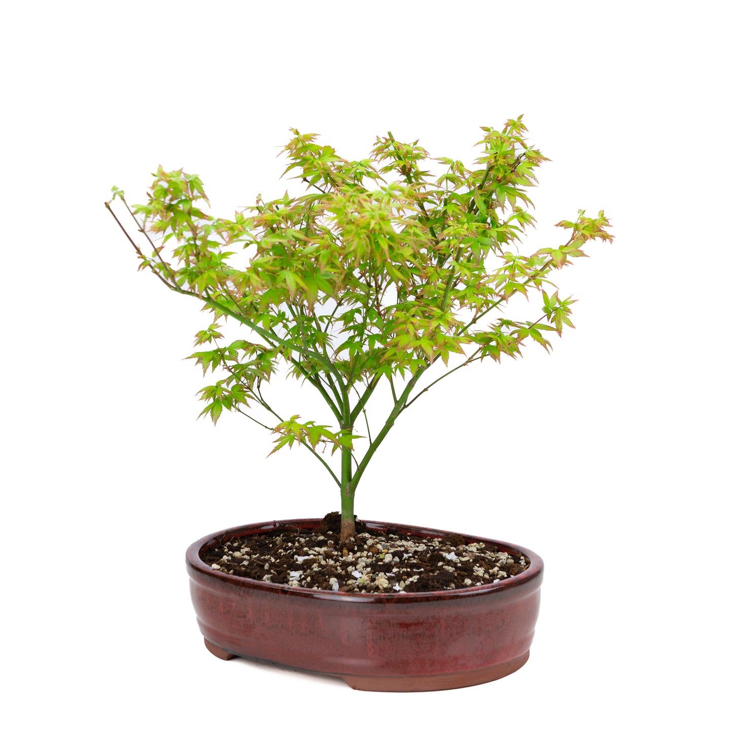Acer palmatum « Little Princess » (érable japonais), hauteur ~43 cm