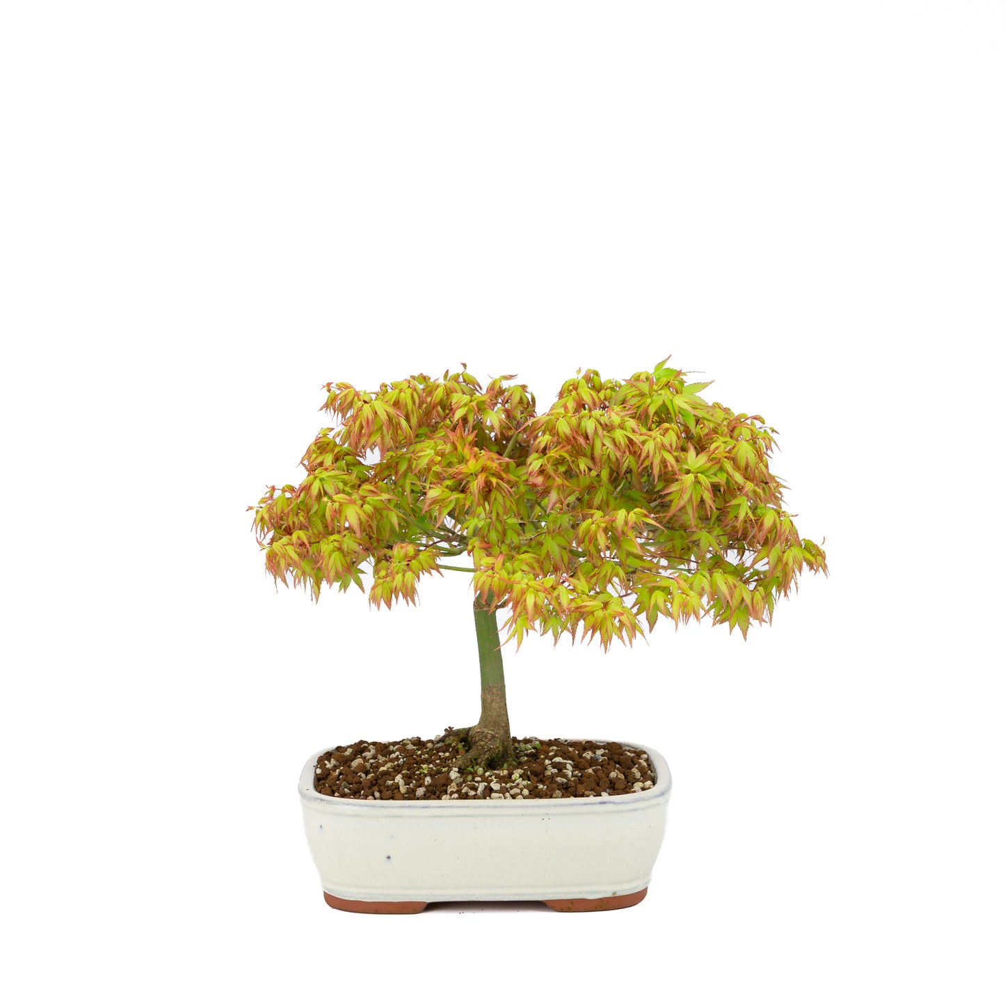 Acer palmatum 'Kiyohime' (érable japonais), hauteur ~30 cm