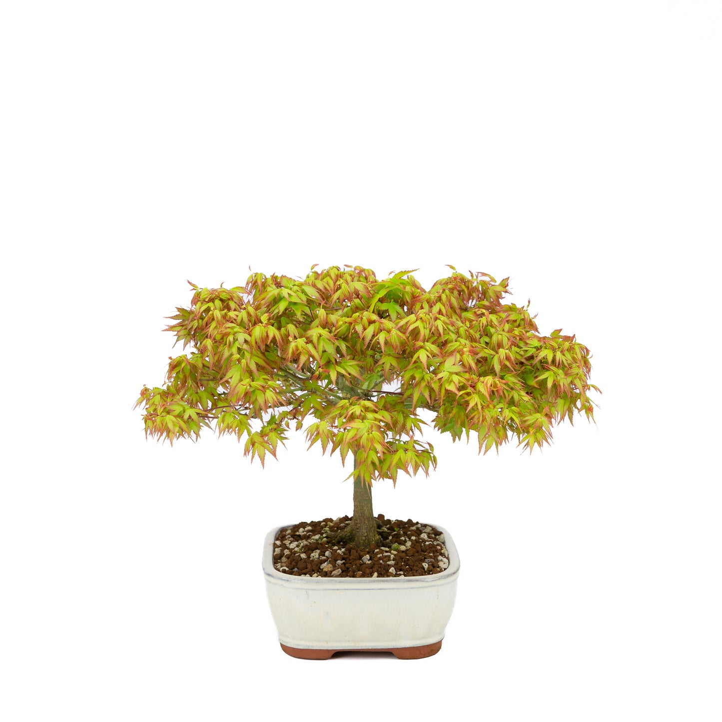 Acer palmatum 'Kiyohime' (érable japonais), hauteur ~30 cm