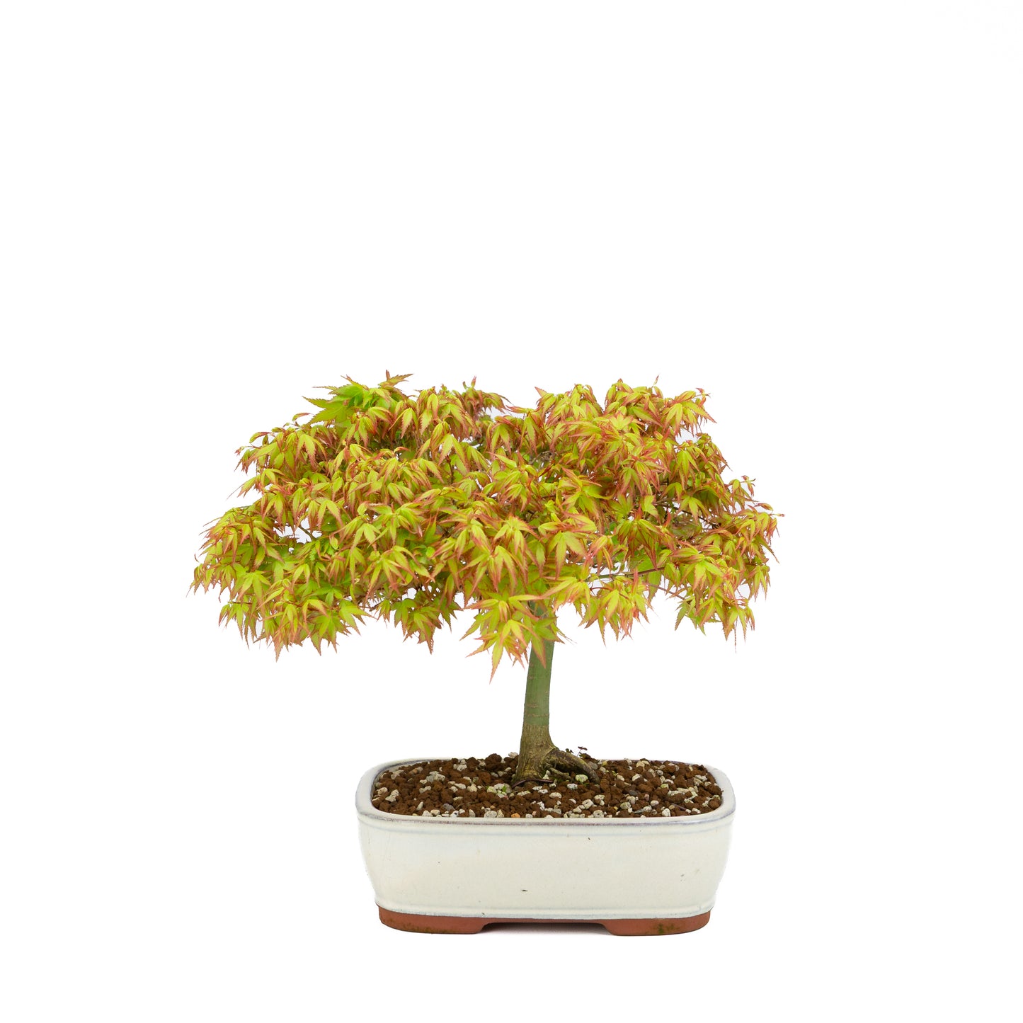 Acer palmatum 'Kiyohime' (érable japonais), hauteur ~30 cm