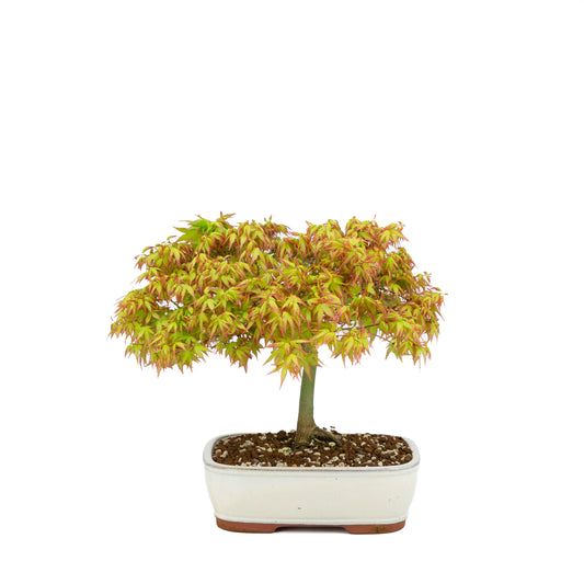 Acer palmatum 'Kiyohime' (érable japonais), hauteur ~30 cm