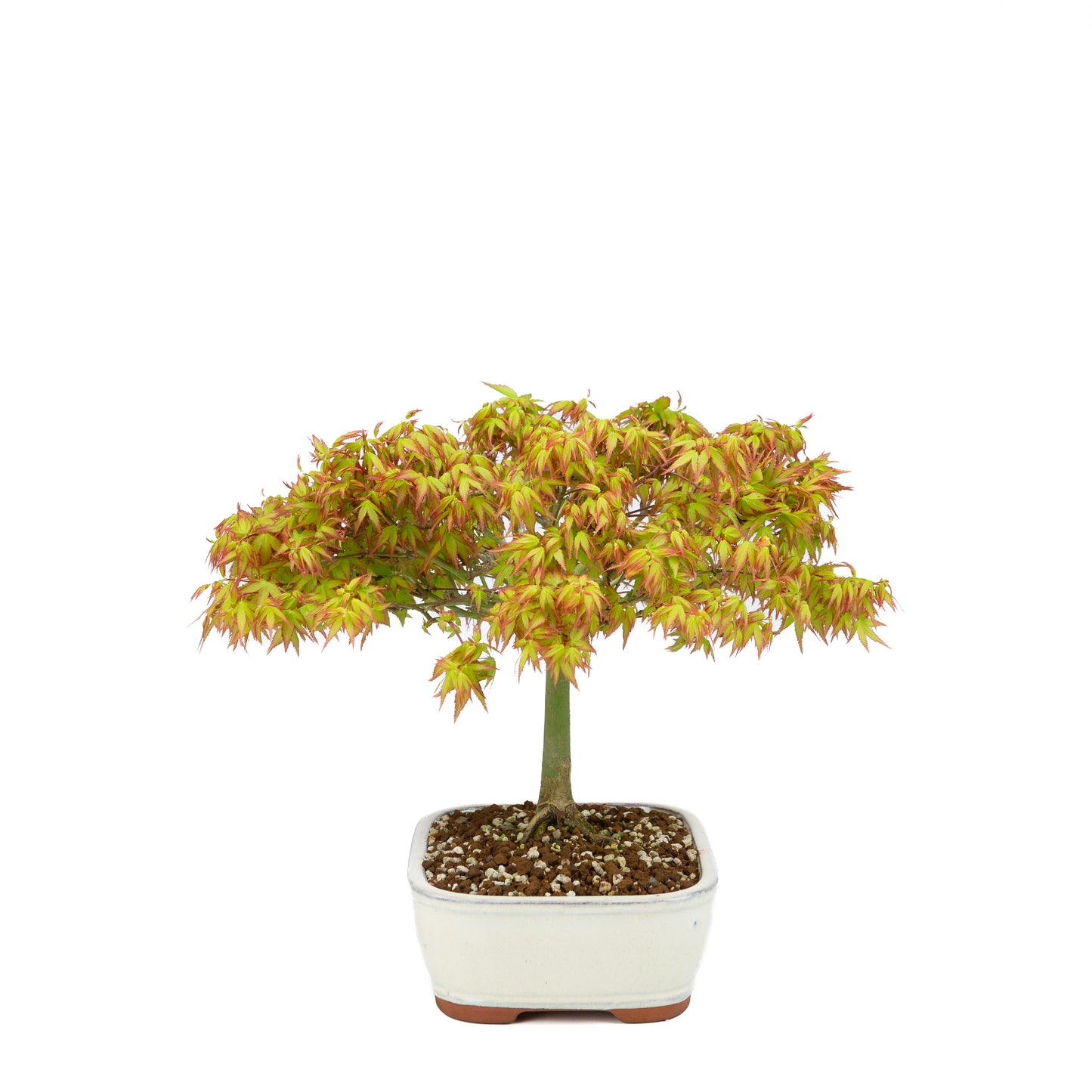 Acer palmatum 'Kiyohime' (érable japonais), hauteur ~30 cm