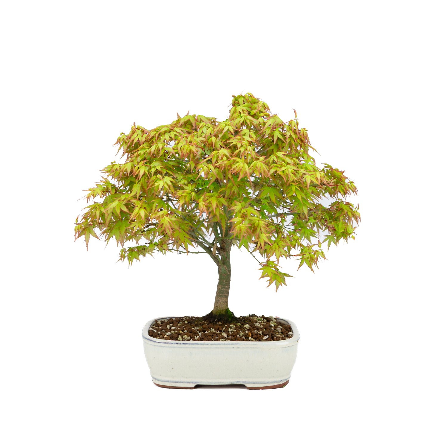 Acer palmatum « Kiyohime » (érable japonais), hauteur ~37 cm