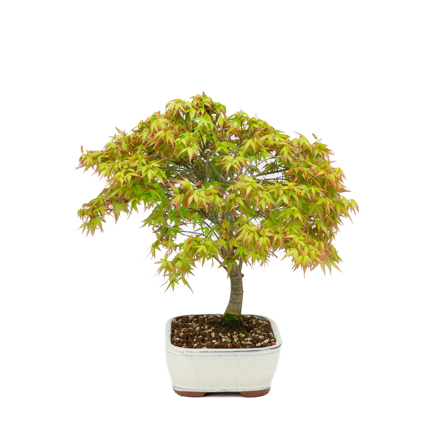 Acer palmatum « Kiyohime » (érable japonais), hauteur ~37 cm