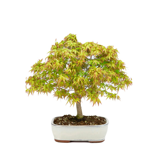 Acer palmatum « Kiyohime » (érable japonais), hauteur ~37 cm